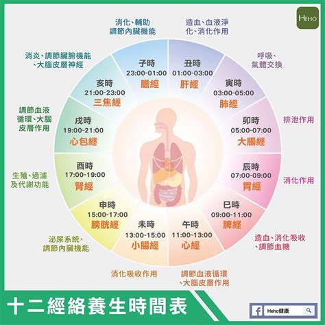 經絡時辰對照|經絡與十二時辰對照表 瞭解養生之道